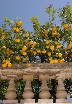 an orange tree with lots of fruit growing on it's branches in front of a stone fence