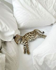 a cat laying on top of a white bed covered in pillows