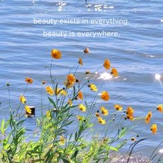 some yellow flowers are by the water and there is a quote that says beauty exists in everything, beauty is everywhere