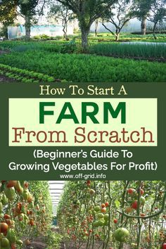 how to start a farm from scratch beginner's guide to growing vegetables for profits