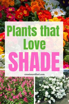 different types of flowers with the words plants that love shade in front of them and below