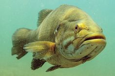 a large fish with its mouth open swimming in the water under clear blue water on a sunny day