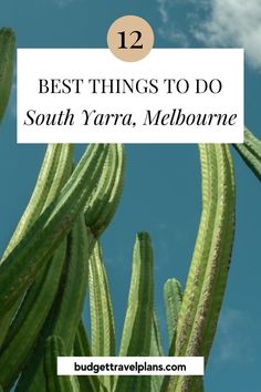 a cactus with the title 12 best things to do in south yarra, melbourne