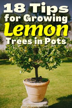 Lemon Tree Potted Care, Grow Lemon Tree, Indoor Lemon Tree