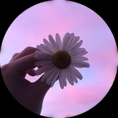 a person holding a flower in front of a pink and blue sky with clouds behind it