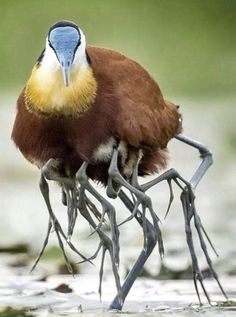 a close up of a bird on the ground with water in it's beak