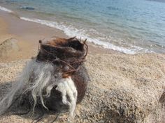 the hair is growing out of the rock on the beach