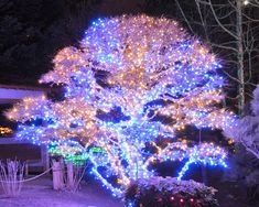 a large tree covered in blue and white lights