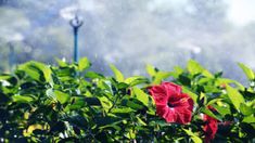 a red flower sitting on top of a lush green bush next to a street light