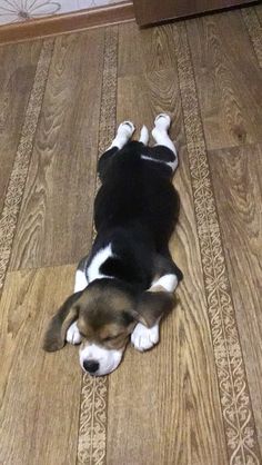 a black and white dog laying on top of a wooden floor next to a door