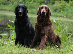 two brown and black dogs sitting next to each other in the grass near a body of water