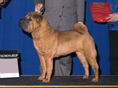 a large brown dog standing on top of a stage next to a man in a suit