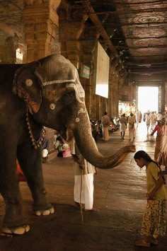 an elephant is being petted by a woman in a large room filled with people