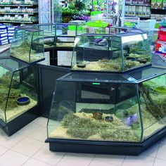 several fish tanks filled with water and sand in a store