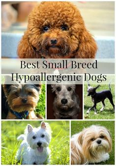 the best small breed hypoaliegenic dogs are featured in this postcard