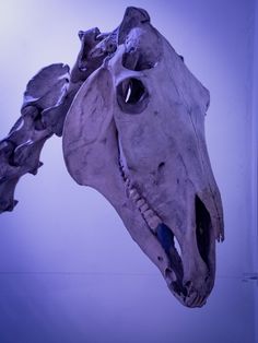 an animal skull hanging from the ceiling in front of a blue wall with light coming through it