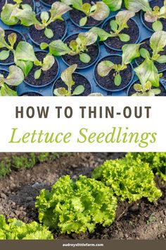 Got crowded lettuce seedlings? Learn how to thin them like a pro! I’ll walk you through the best timing and easy steps to give each plant room to thrive. With just a little thinning, your lettuce will grow healthier and stronger. Save this for a quick guide to a fuller harvest. Lettuce Seedlings, Types Of Lettuce, Collecting Eggs, Lettuce Seeds, Succession Planting, Plant Room, Homestead Gardens