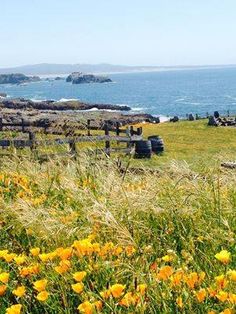 a grassy field with yellow flowers and rocks in the background, along with an ocean view