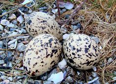 three spotted eggs laying on the ground