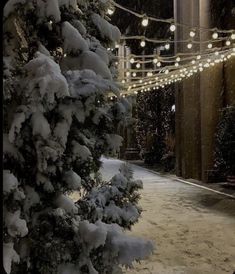 snow covered trees and string lights in an alley