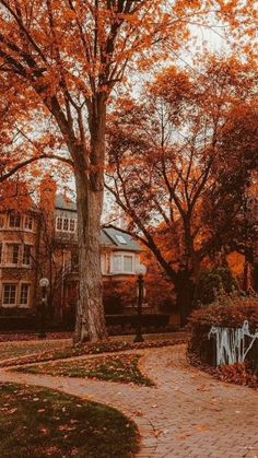 an orange tree in the middle of a brick walkway next to a building with graffiti on it