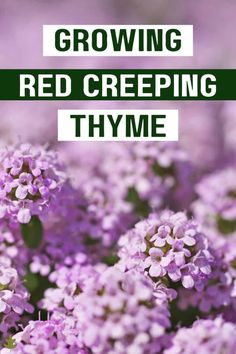 purple flowers with the words growing red creeping thyme in green and white overlay