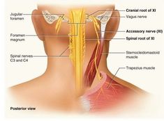 Nervus Vagus, Referred Pain, Bryn Mawr, Nerve Pain Relief