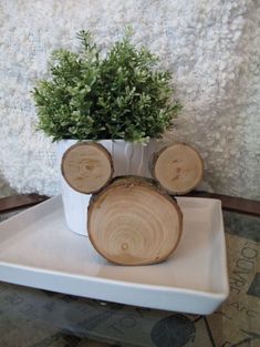 there is a small potted plant in the middle of two logs on a tray