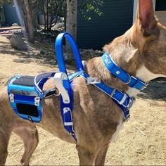 a brown and white dog wearing a blue harness on top of it's head