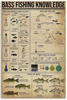 a poster with different types of fish and their fishing lures on it's side