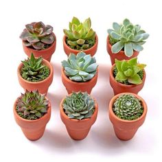 there are many different types of succulents in the pots