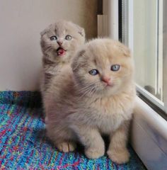 two small kittens are standing next to each other near a window and looking at the camera