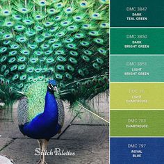 a peacock with its feathers spread out in front of it's color palettes