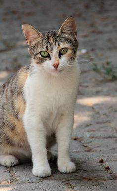 a cat that is sitting down on the ground looking at something with one eye open