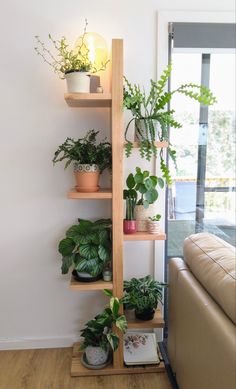 a living room filled with furniture and lots of green plants on top of wooden shelves