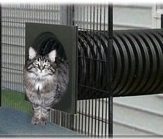 a cat standing on top of a metal fence next to a blow dryer fan