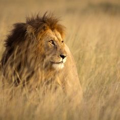 a lion is standing in the tall grass