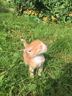 an orange and white kitten standing on top of a lush green field next to flowers