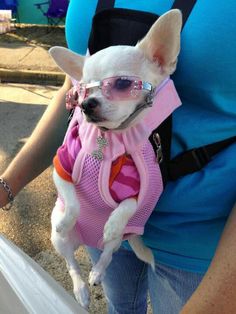 a small white dog wearing sunglasses and a pink shirt