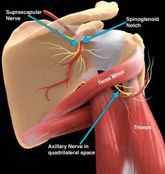 Suprascapular nerve and spinoglenoid notch Trapped Nerve, Axillary Nerve, Shoulder Anatomy, Nerve Anatomy, Shoulder Rehab, Bolesti Chrbta, Frozen Shoulder, Muscle Anatomy, Human Anatomy And Physiology