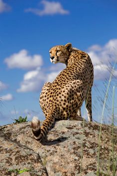 a cheetah sitting on top of a large rock