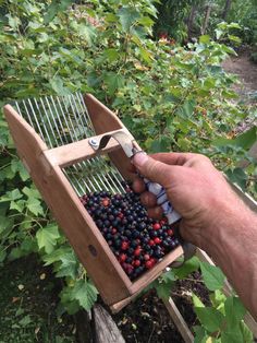 a person is cutting berries in a wooden box