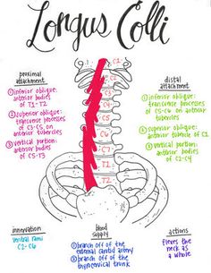 a poster with some writing on it that says, the anatomy of the nervous system