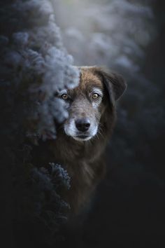 a brown and white dog looking out from behind a bush with snow on the ground