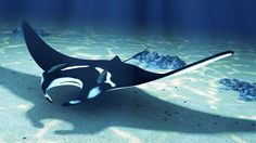 an image of a manta ray swimming in the ocean with its shadow on the sand