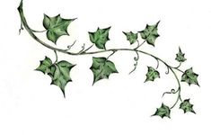 a drawing of ivy leaves on a white background