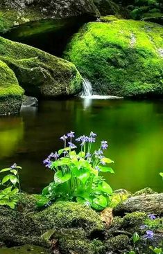 the water is green and there are some flowers in front of it on the rocks