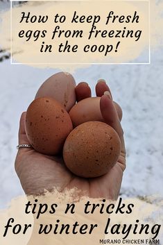 Freezing Chicken, Storing Eggs, Nest Boxes