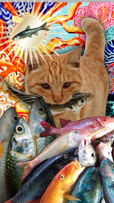 an orange cat standing on top of a pile of fish in front of a clock