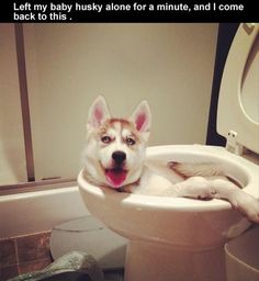 a dog that is laying down in a toilet